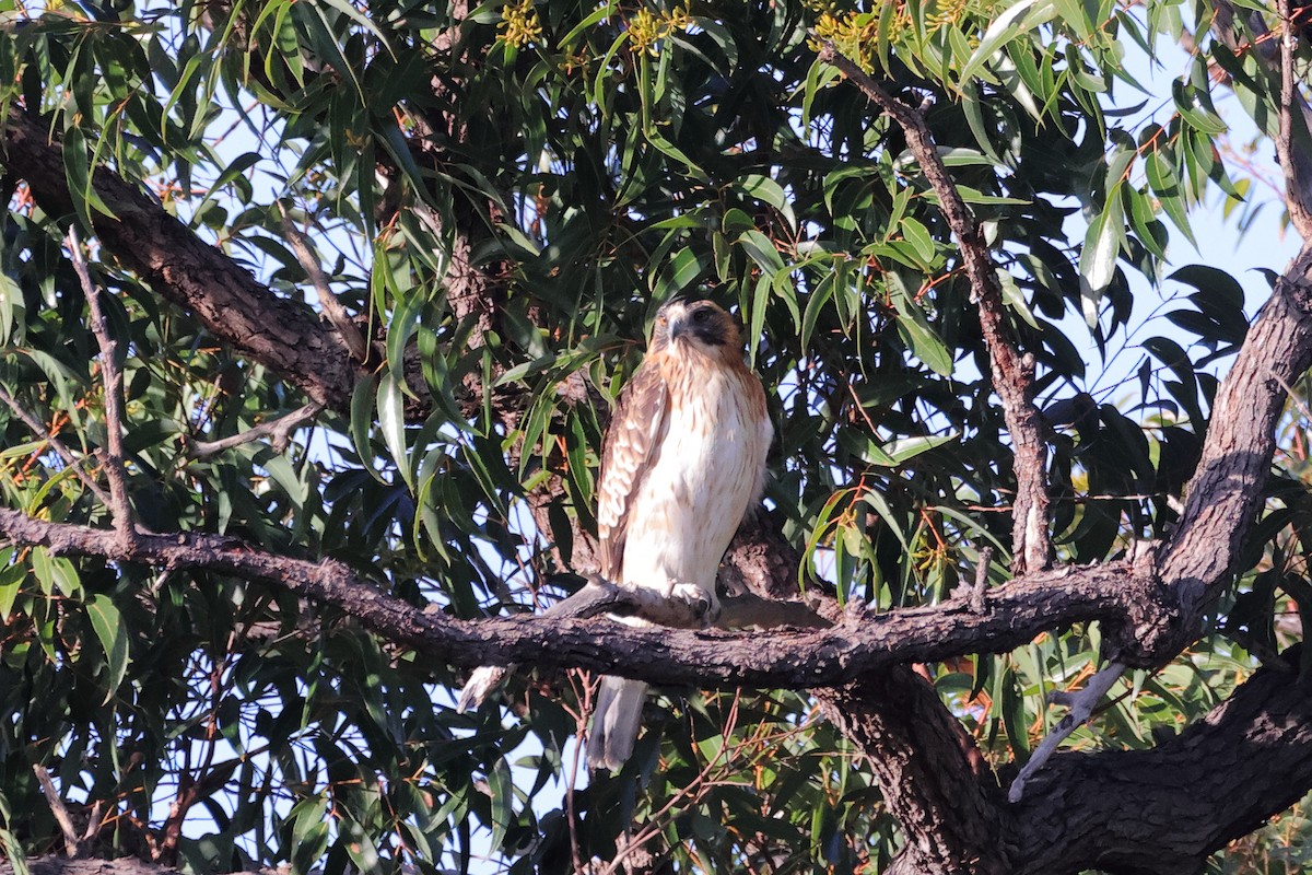 Little Eagle - ML638508828