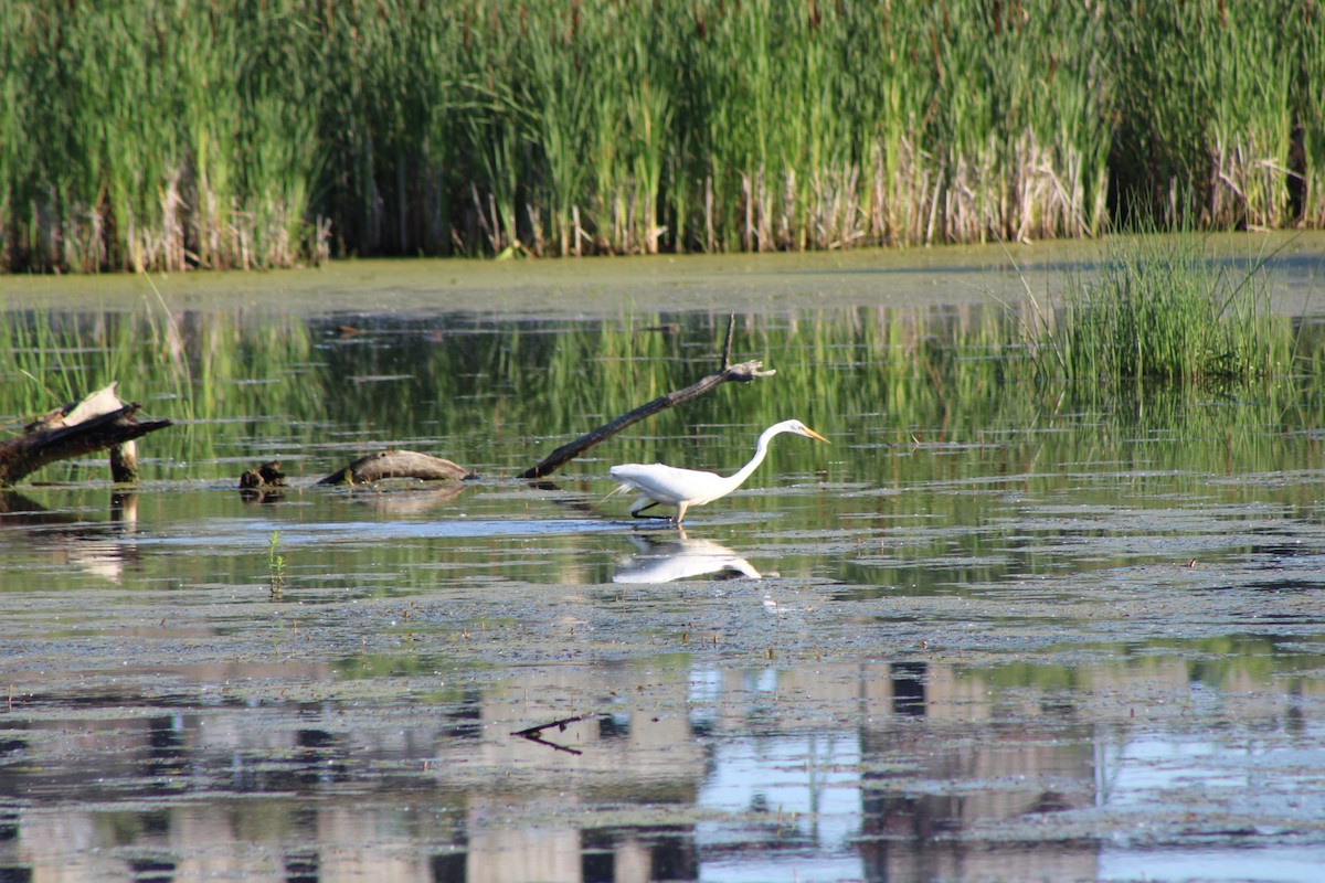 Great Egret - ML638508830
