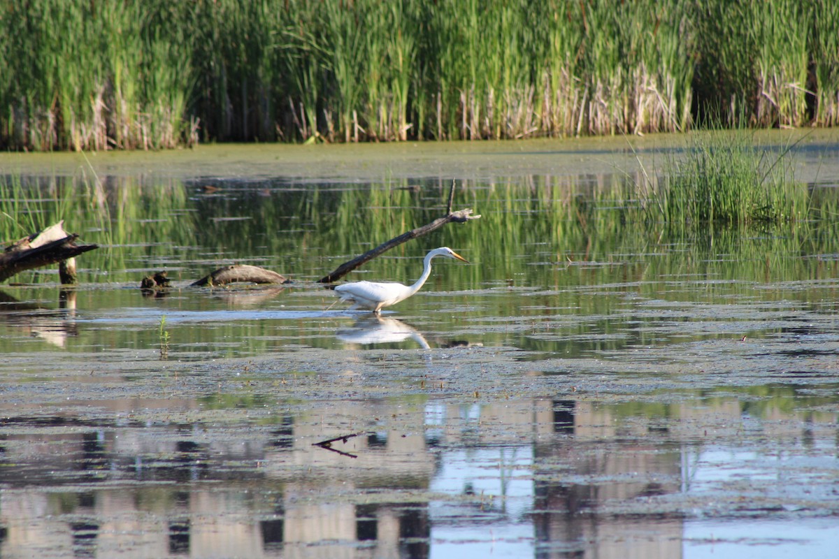 Great Egret - ML638508831