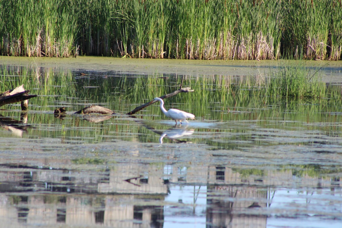 Great Egret - ML638508832