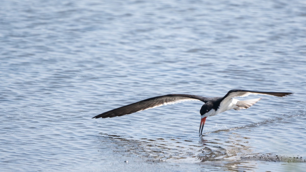 Black Skimmer - ML638508839