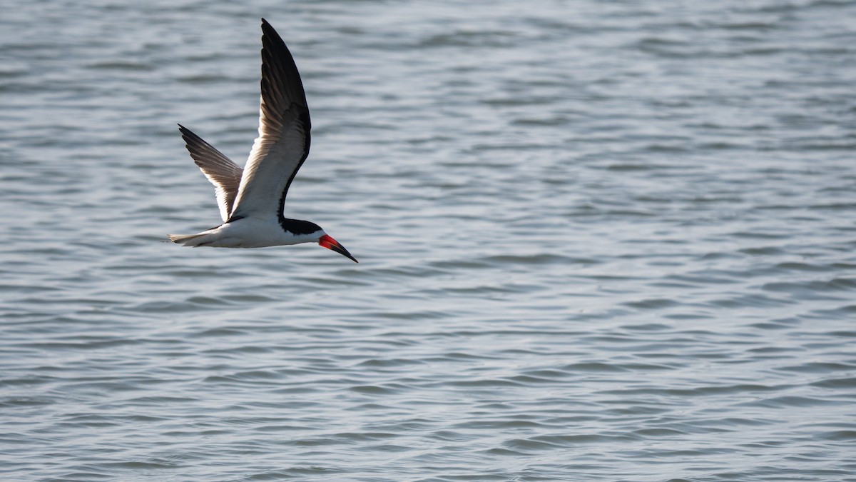 Black Skimmer - ML638508877