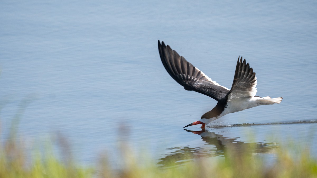 Black Skimmer - ML638508886