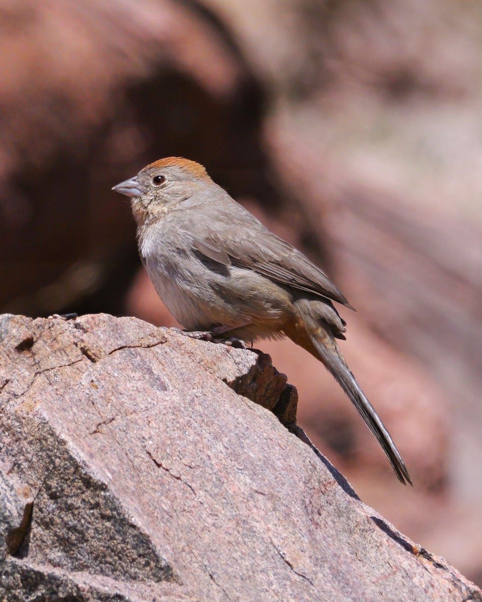 Canyon Towhee - ML638508888