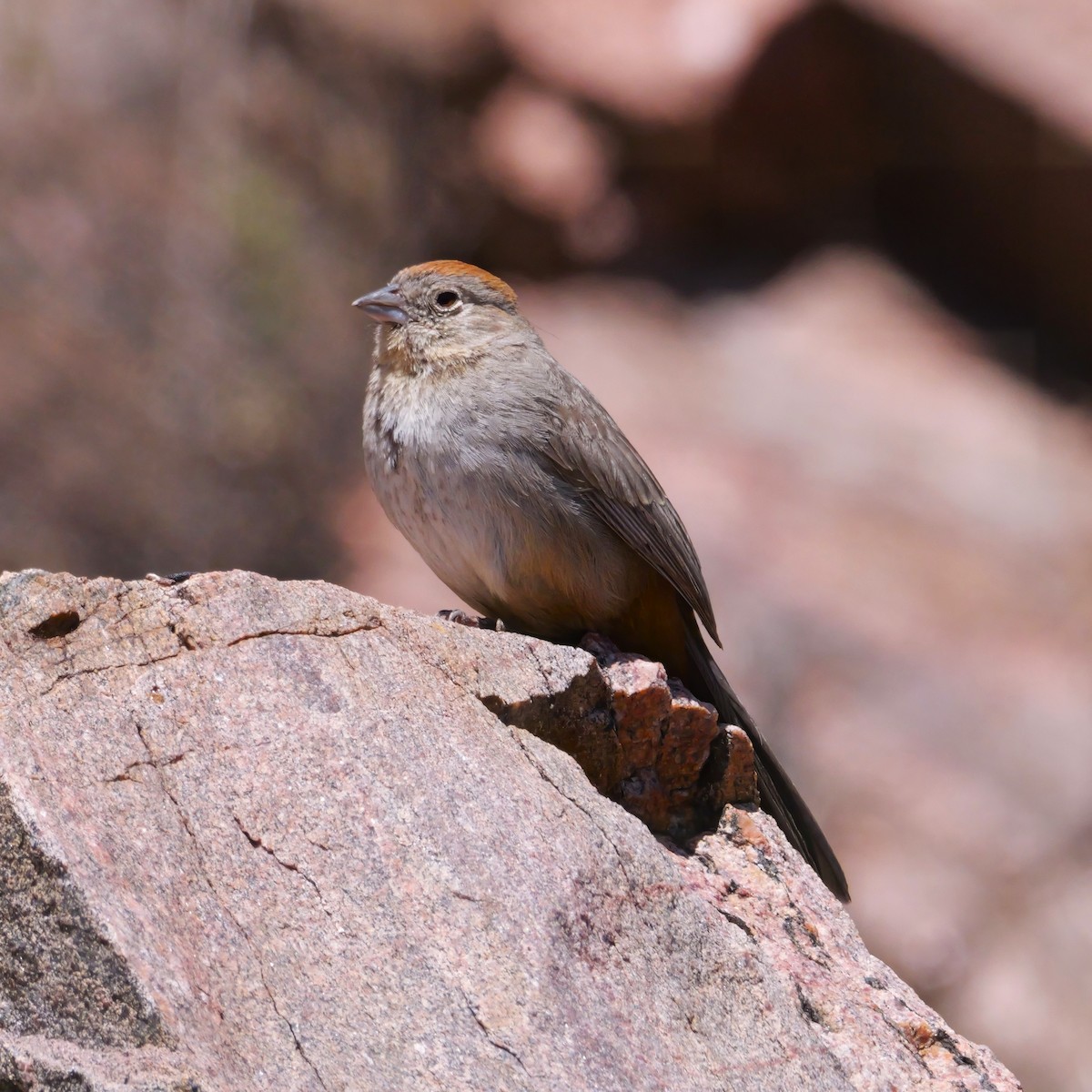 Canyon Towhee - ML638508890