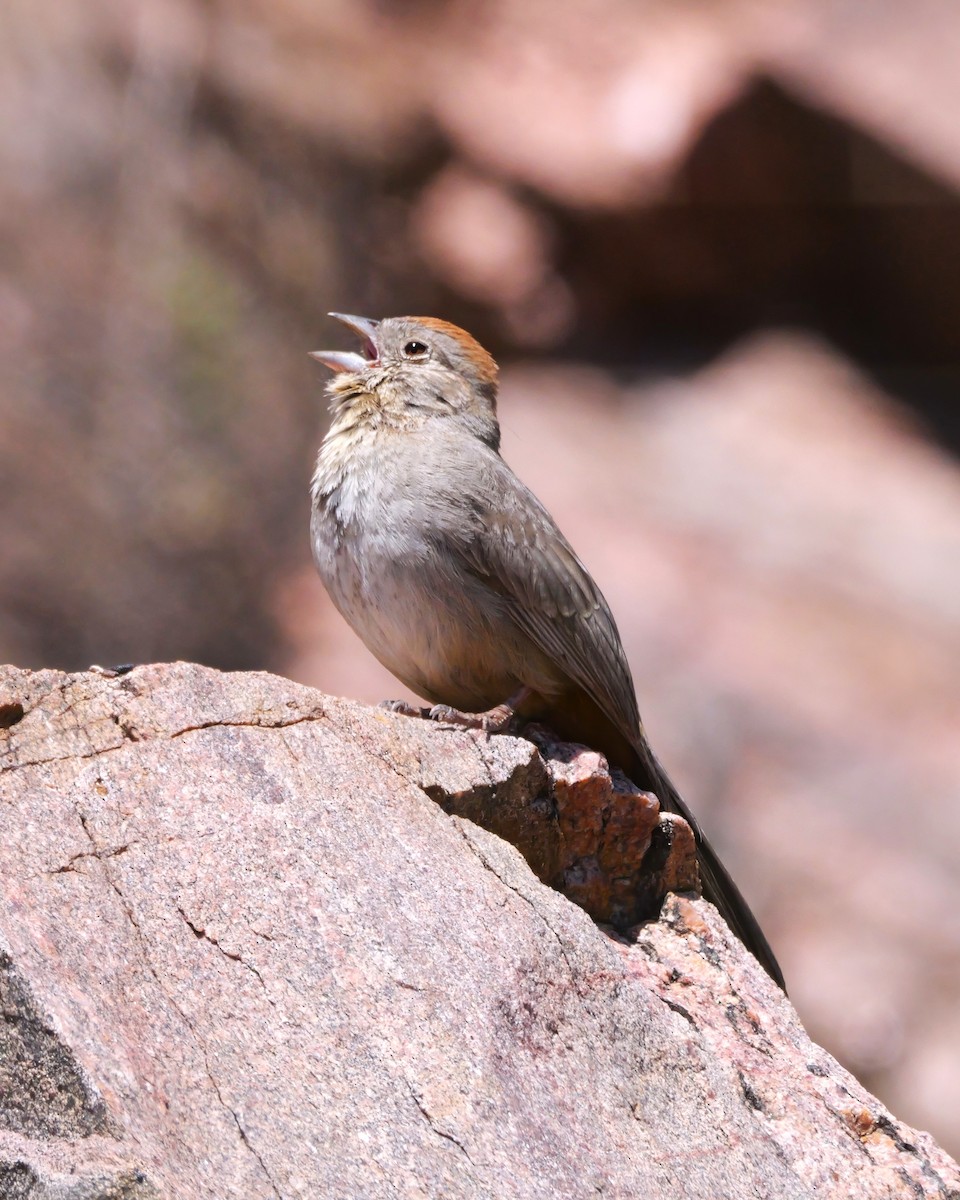 Canyon Towhee - ML638508892