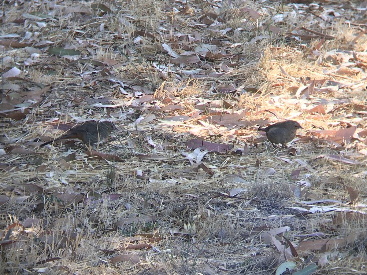 California Towhee - ML638508893