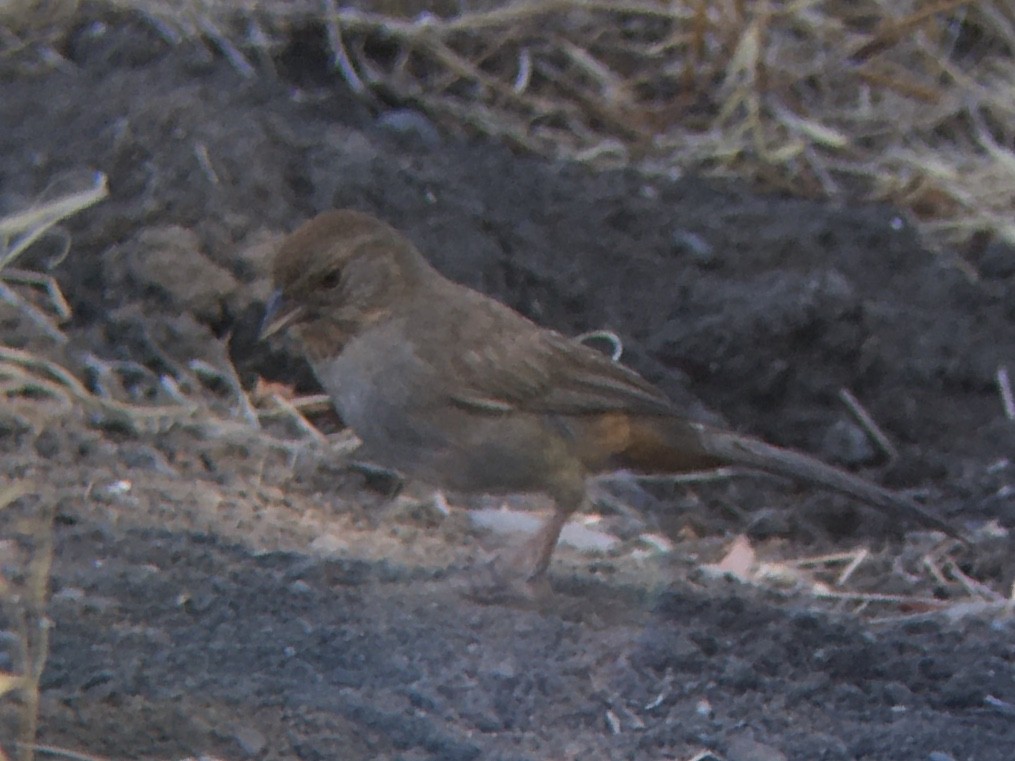 California Towhee - ML638508901