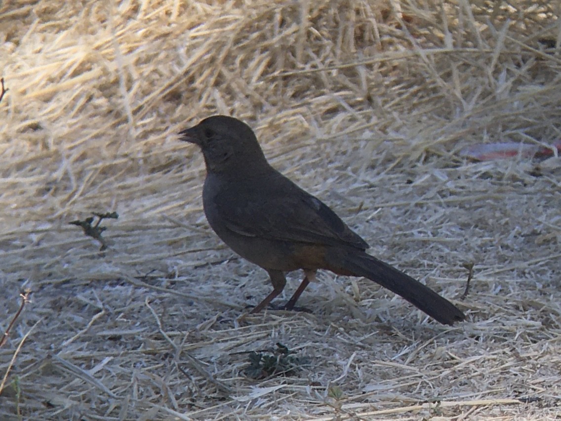 California Towhee - ML638508902