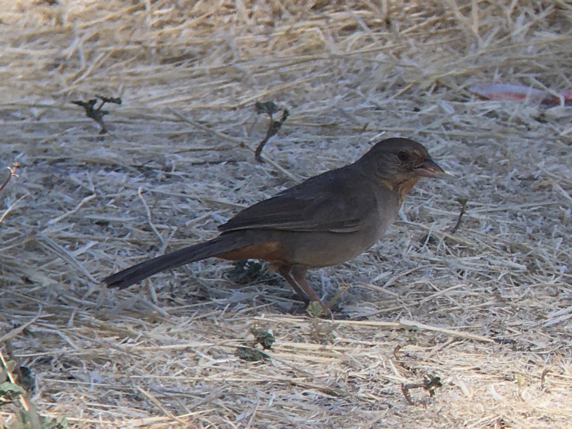 California Towhee - ML638508903