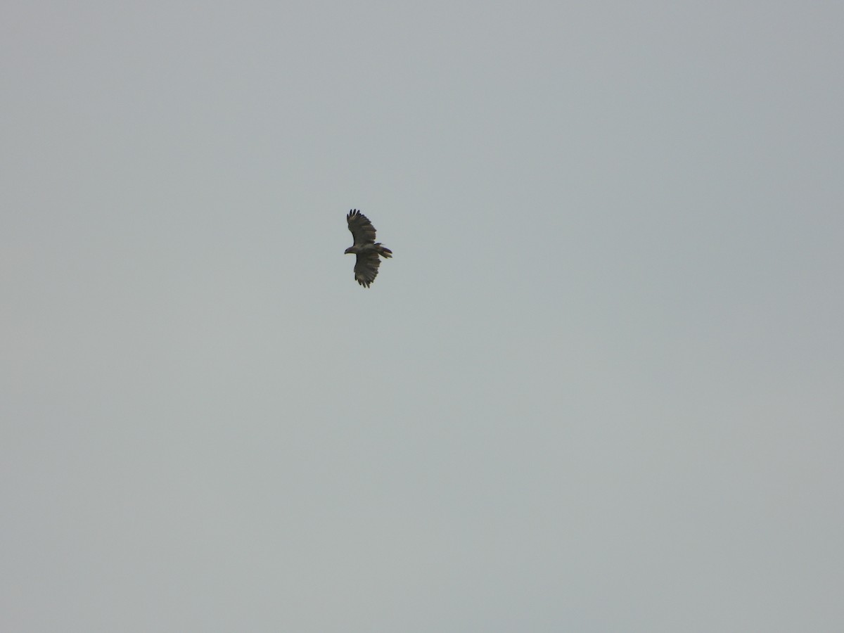Red-tailed Hawk - ML638508906