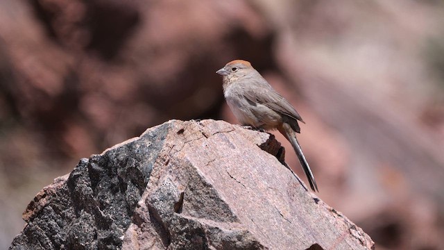 Canyon Towhee - ML638508913