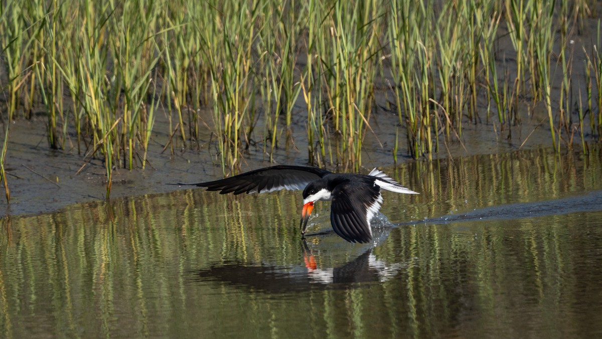Black Skimmer - ML638508915