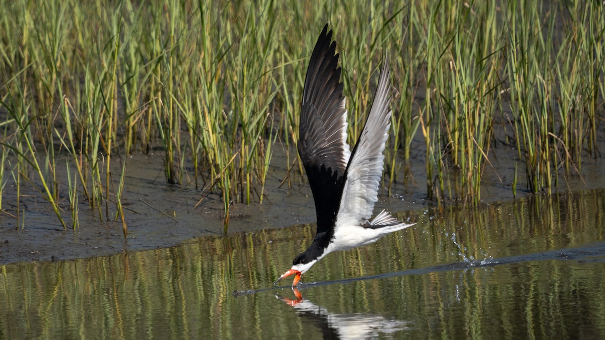 Black Skimmer - ML638508919