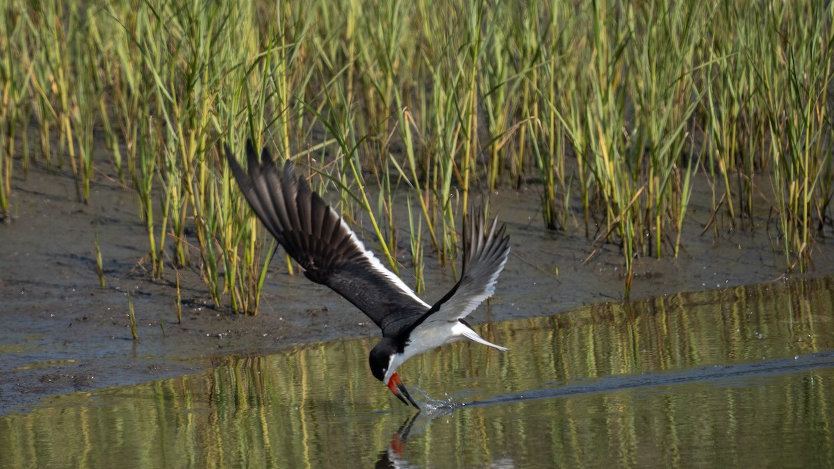 Black Skimmer - ML638508920