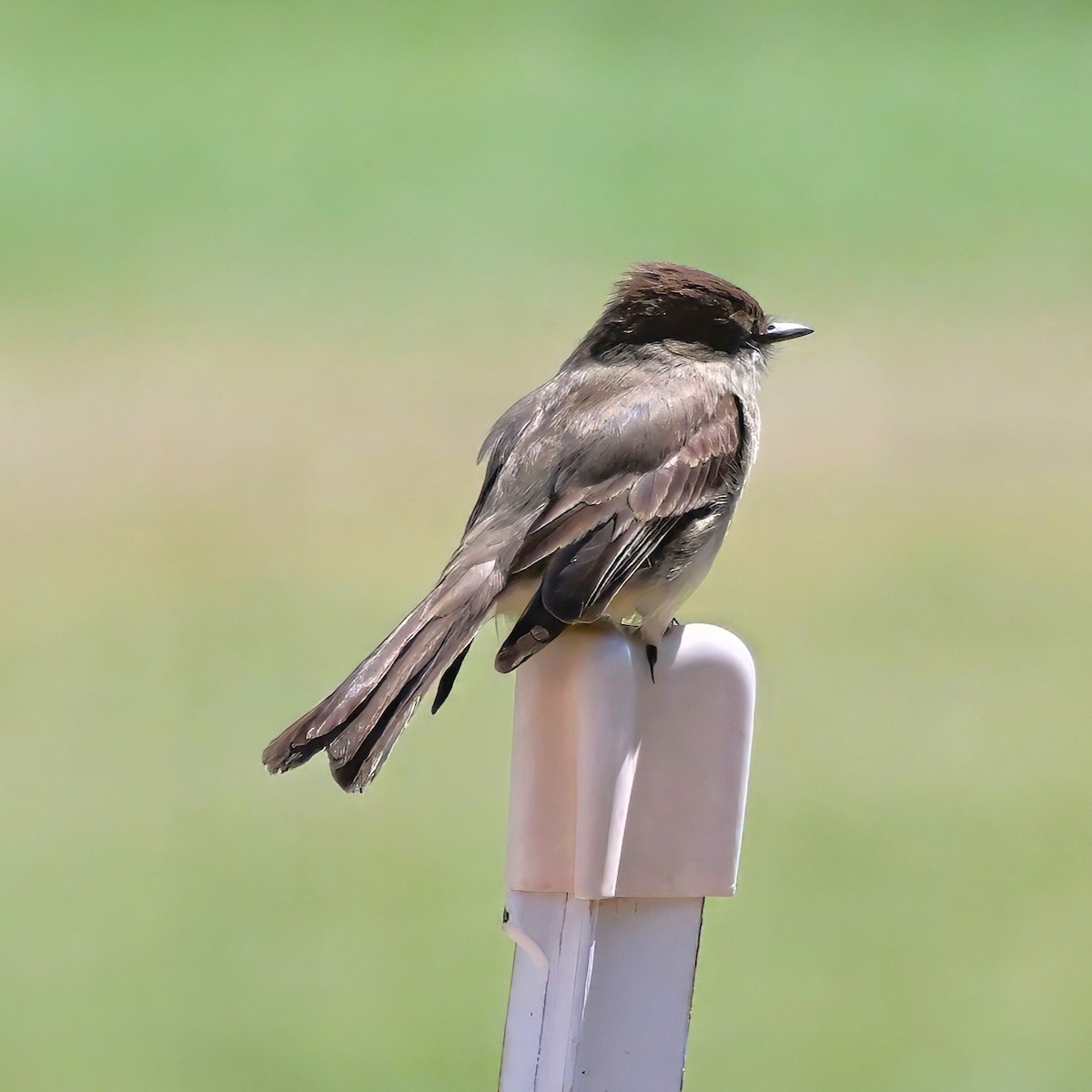 Eastern Phoebe - ML638508922