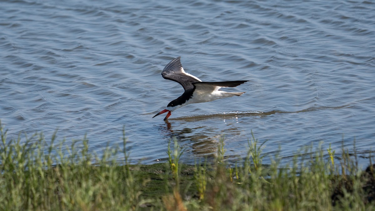 Black Skimmer - ML638508925
