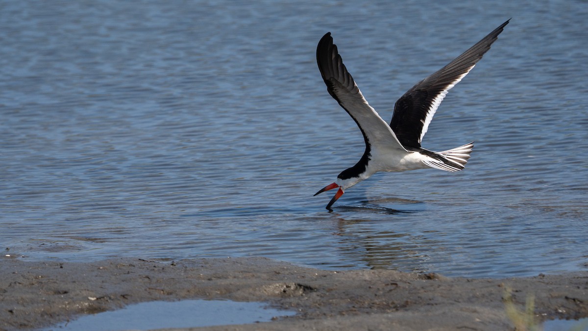 Black Skimmer - ML638508927