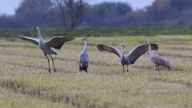 Sandhill Crane - ML638508943