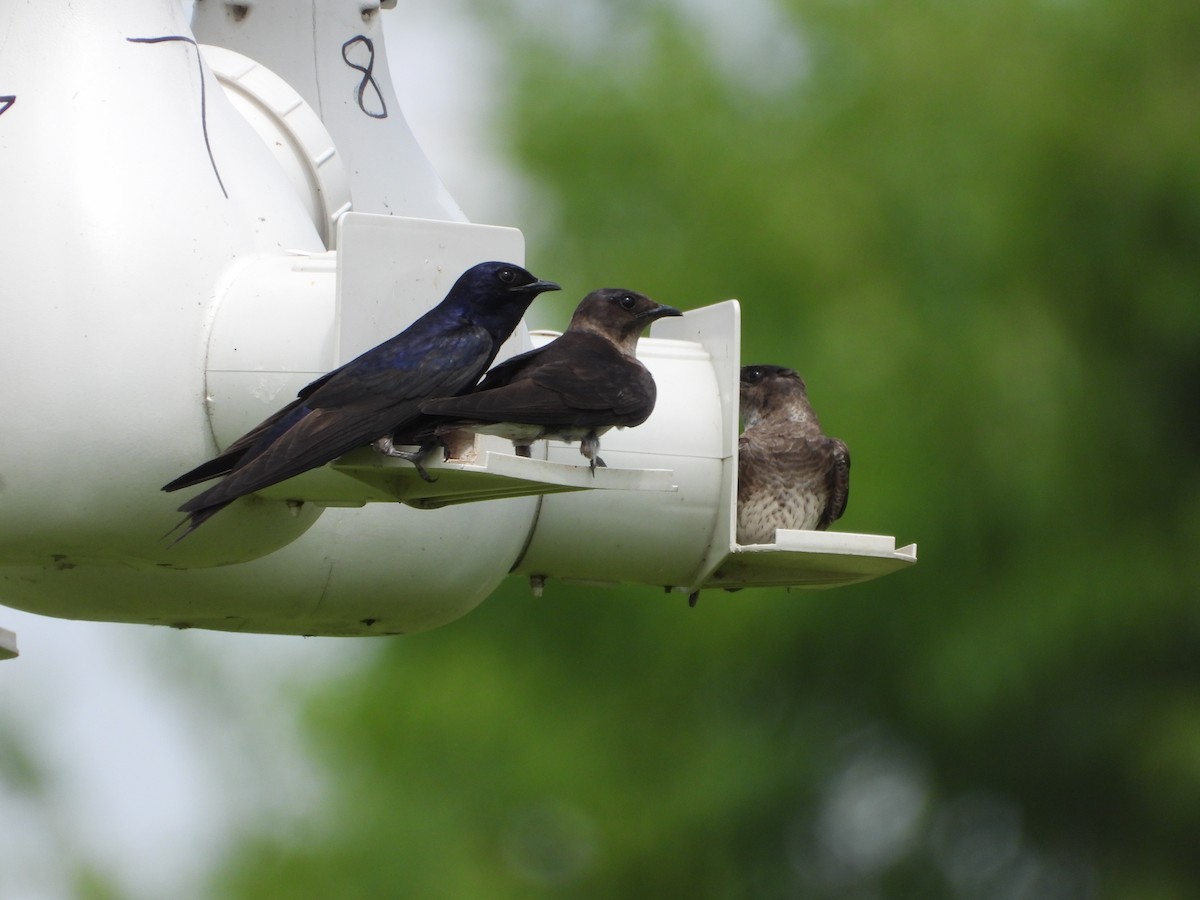 Purple Martin - ML638508944