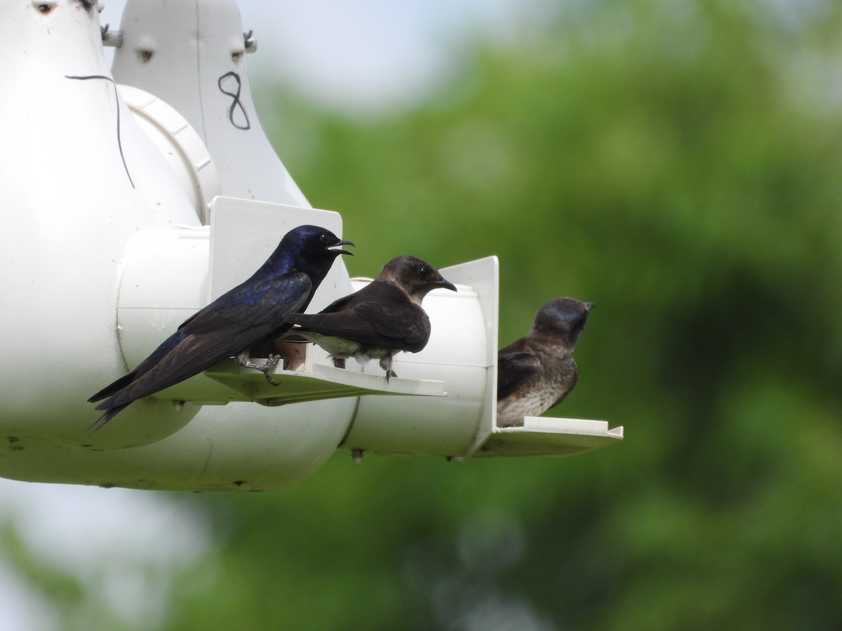 Purple Martin - ML638508945