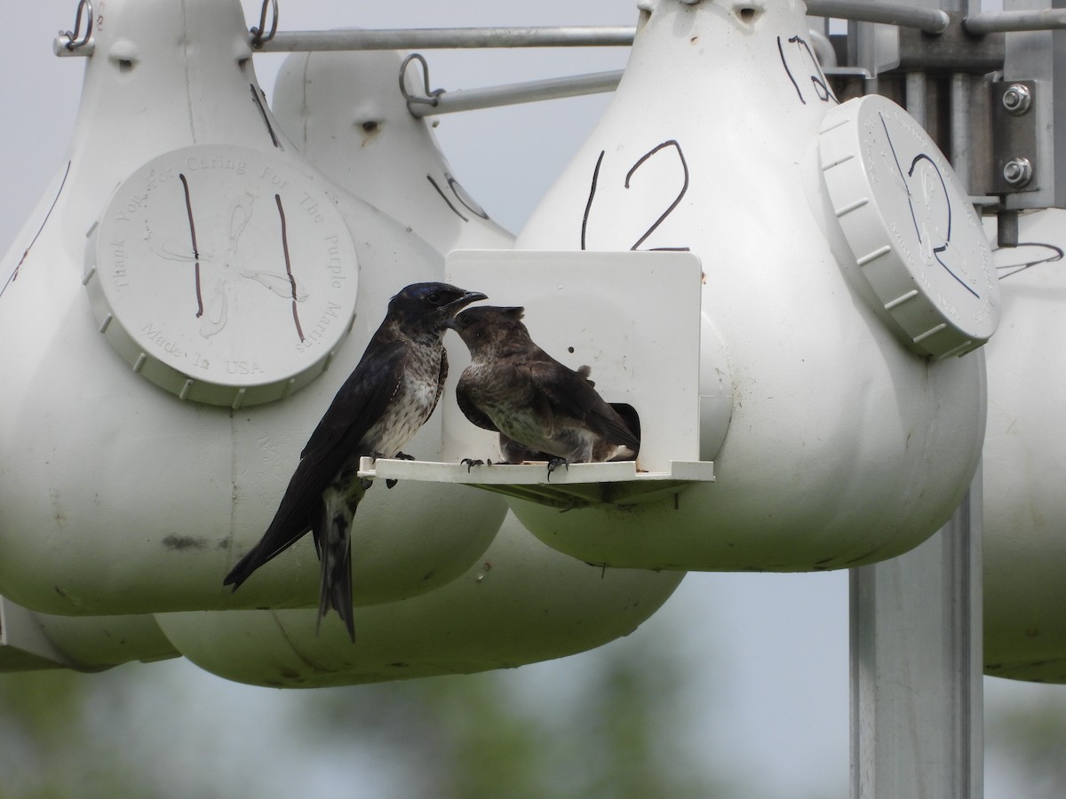Purple Martin - ML638508946
