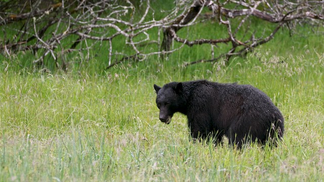 Haida Gwaii Black Bear - ML638508961