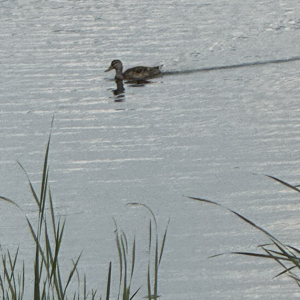 Stockente - ML638508963