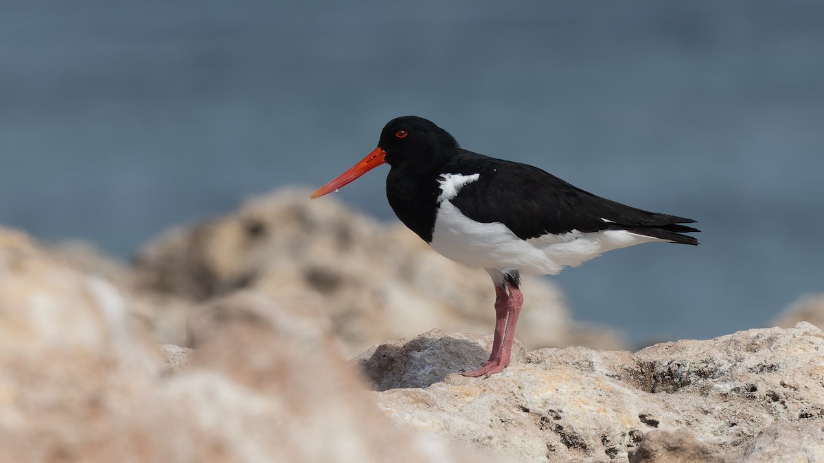 Pied Oystercatcher - ML638508998
