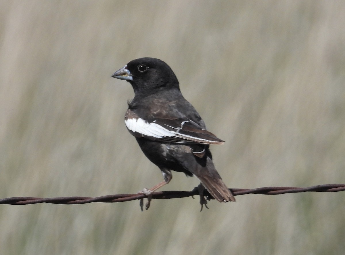 Lark Bunting - ML638509007