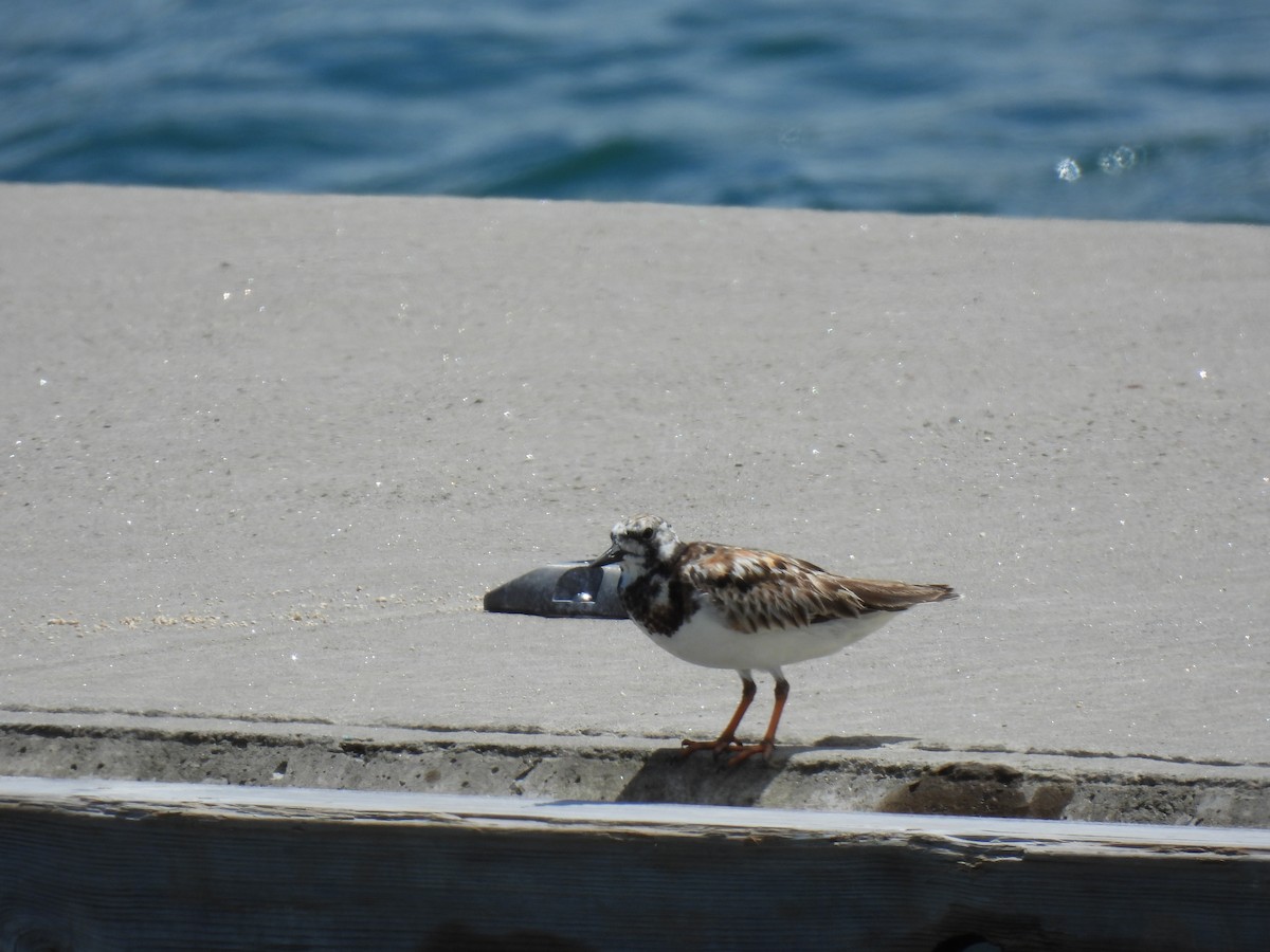 Ruddy Turnstone - ML638509049
