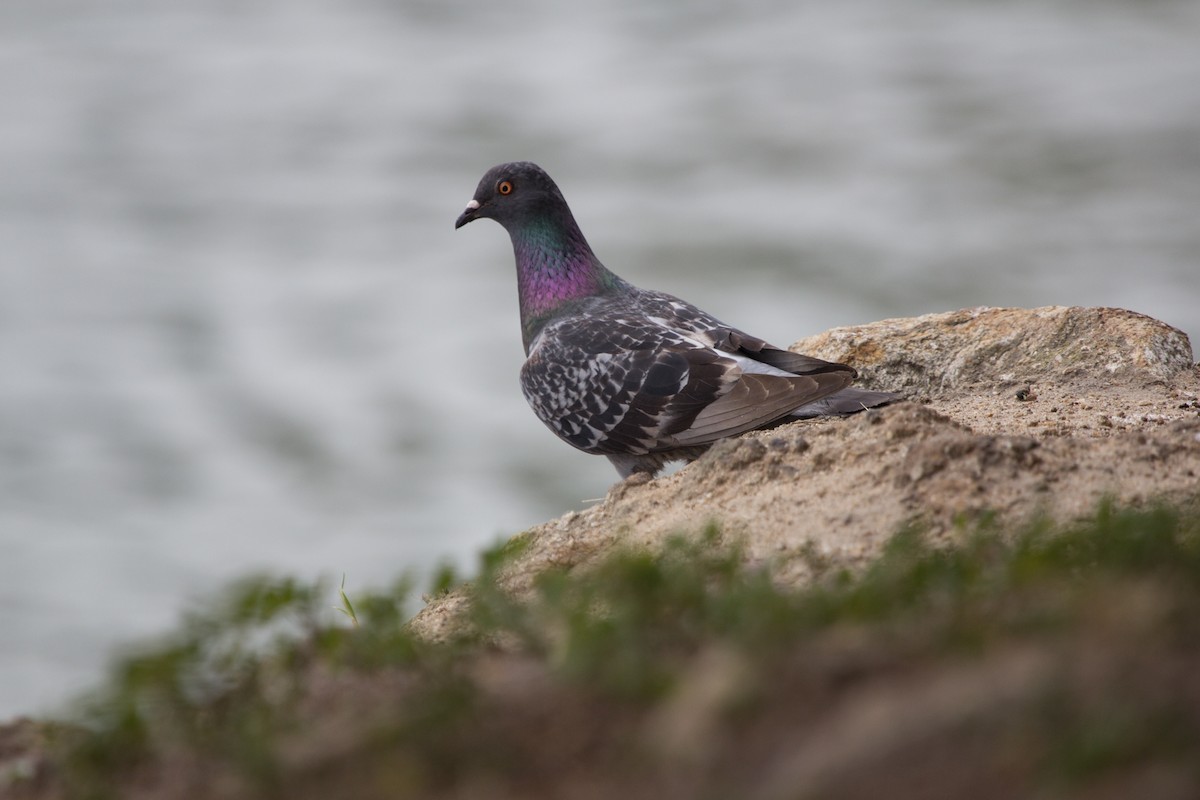 Rock Pigeon (Feral Pigeon) - ML638509059