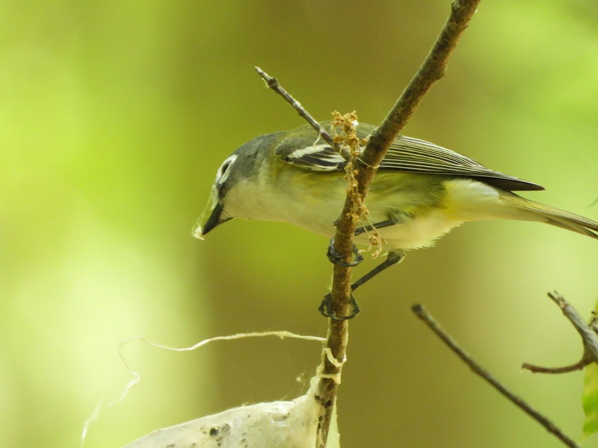 Graukopfvireo - ML638509060