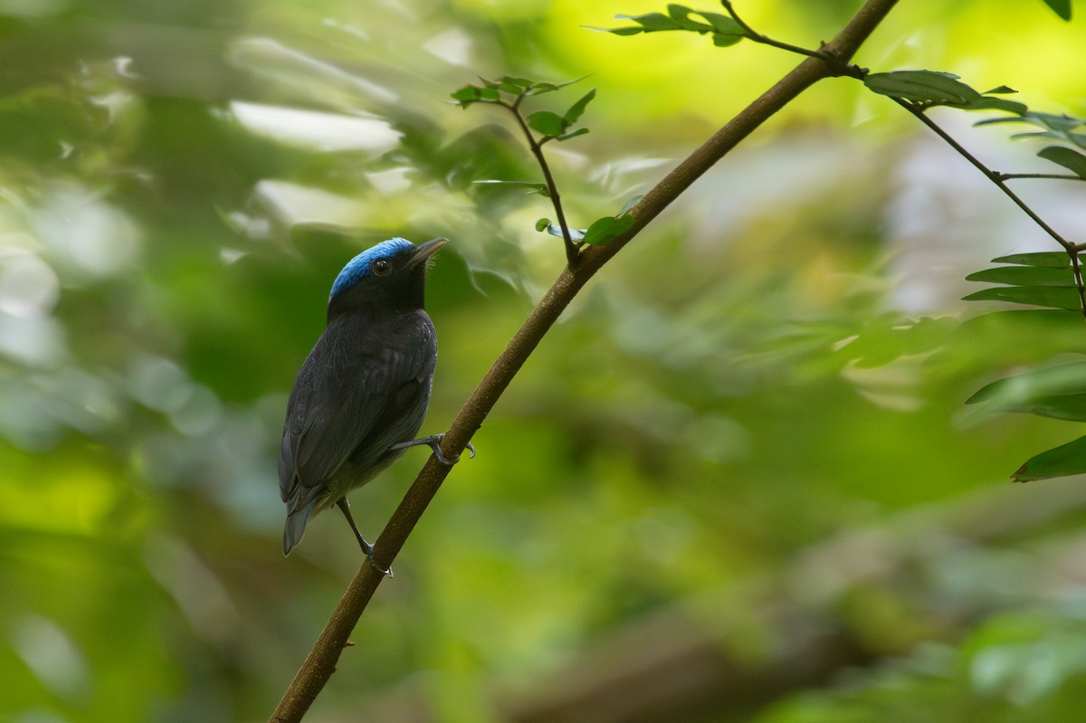 Blue-capped Manakin - ML638509072