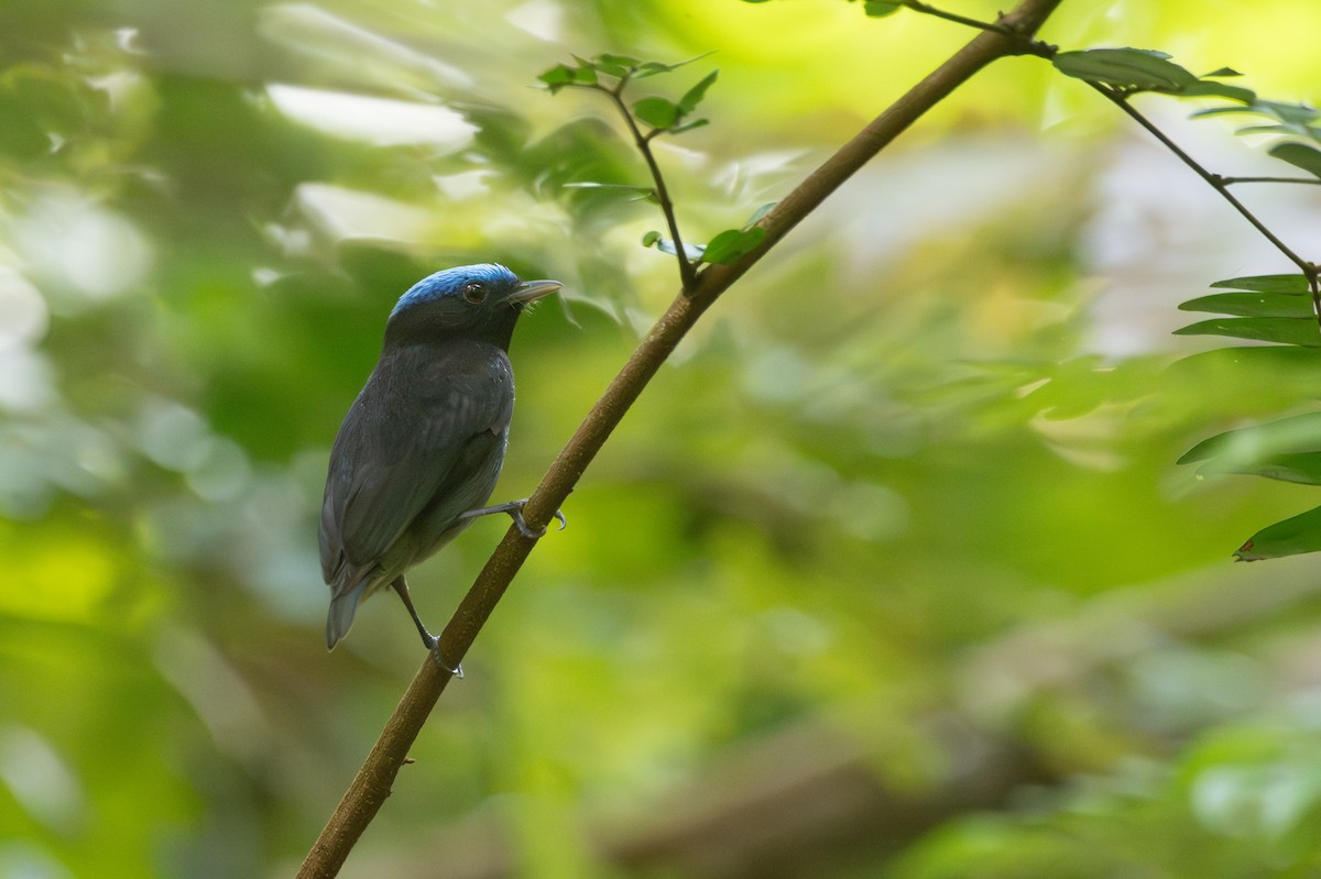 Blue-capped Manakin - ML638509073