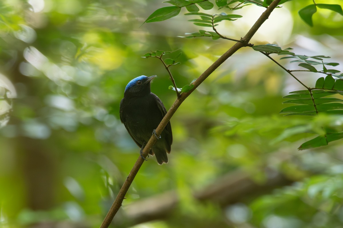 Blue-capped Manakin - ML638509074