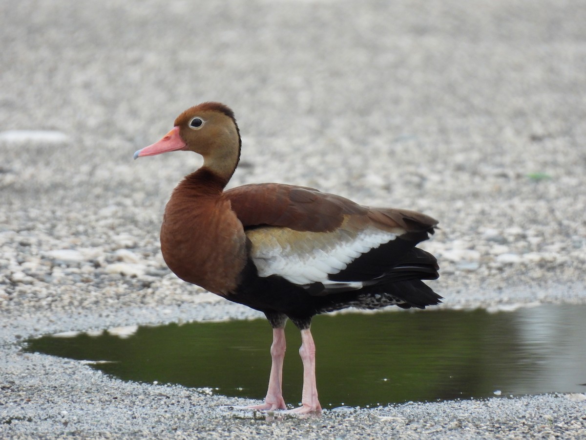 Black-bellied Whistling-Duck - ML638509086