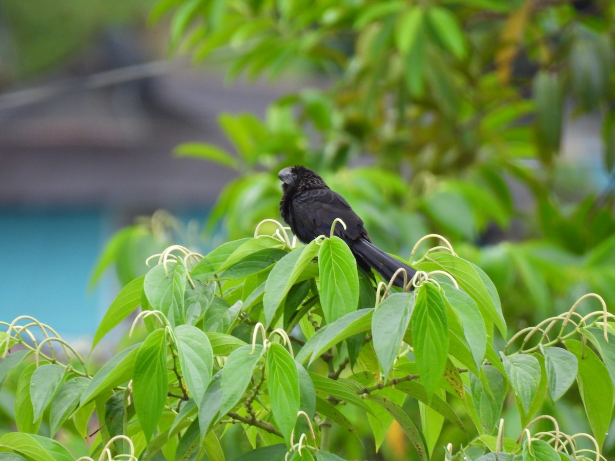Smooth-billed Ani - ML638509093