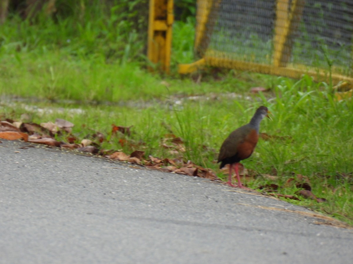 Gray-cowled Wood-Rail - ML638509104