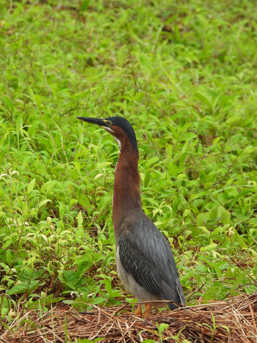 Green Heron - ML638509106