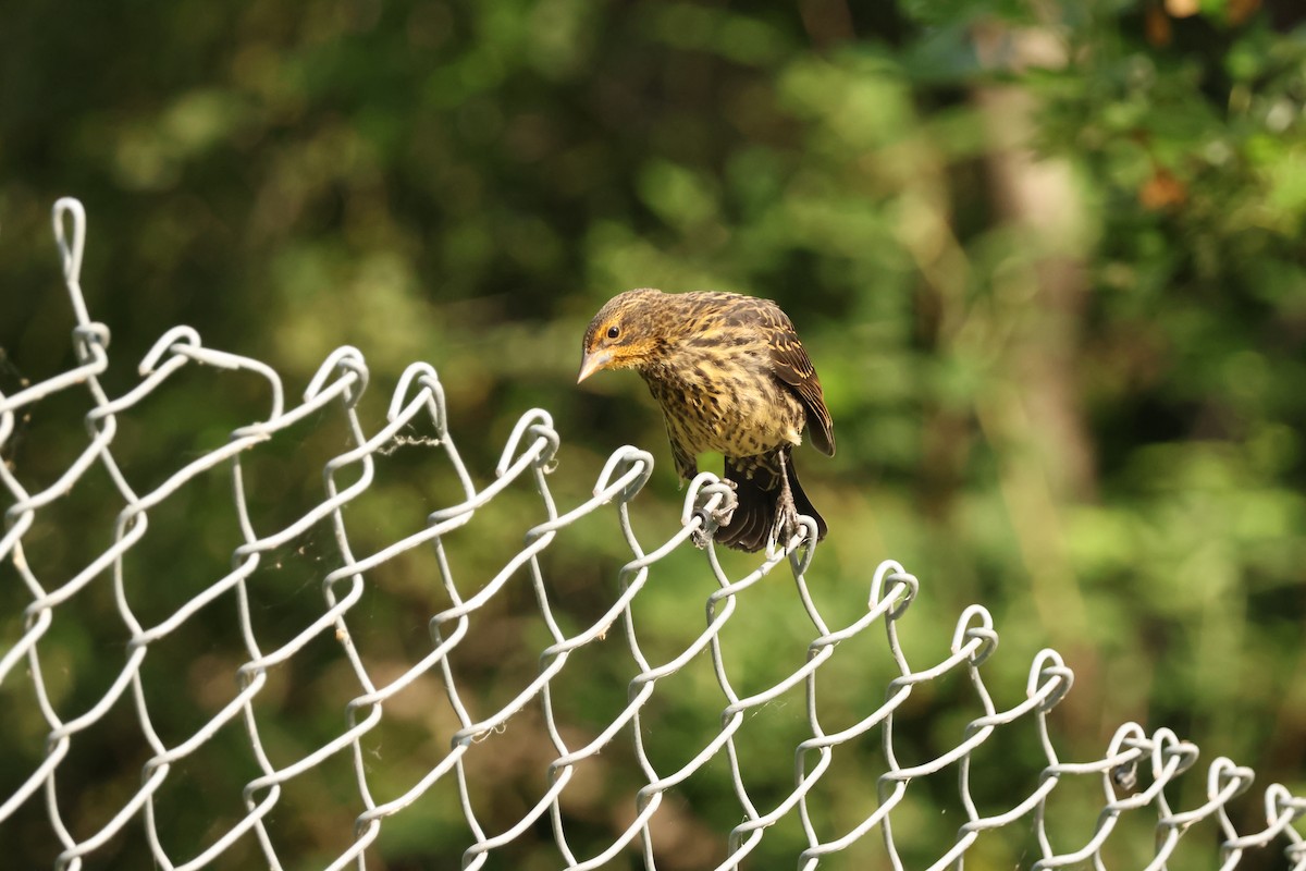 Red-winged Blackbird - ML638509109