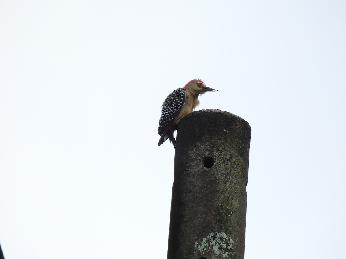 Red-crowned Woodpecker - ML638509115