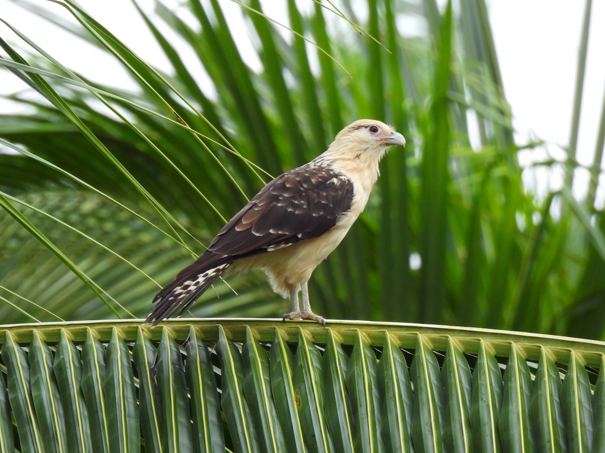 Yellow-headed Caracara - ML638509118