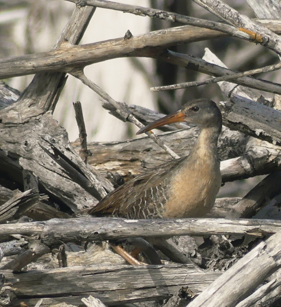 Clapper Rail - ML638509119