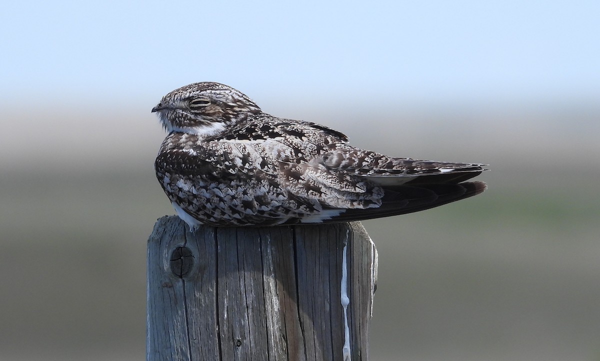 Common Nighthawk - ML638509157