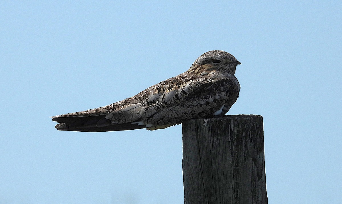 Common Nighthawk - ML638509158