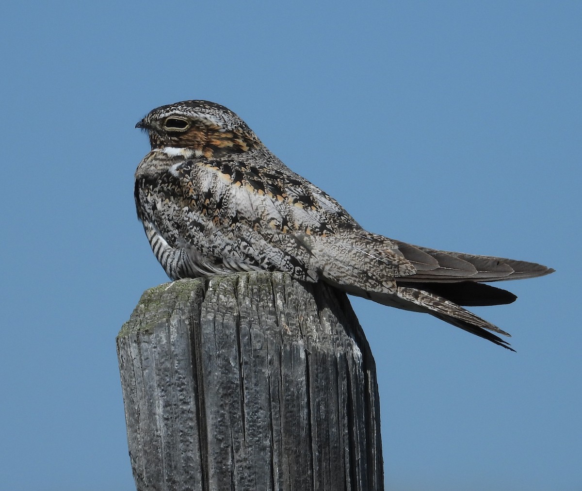 Common Nighthawk - ML638509159