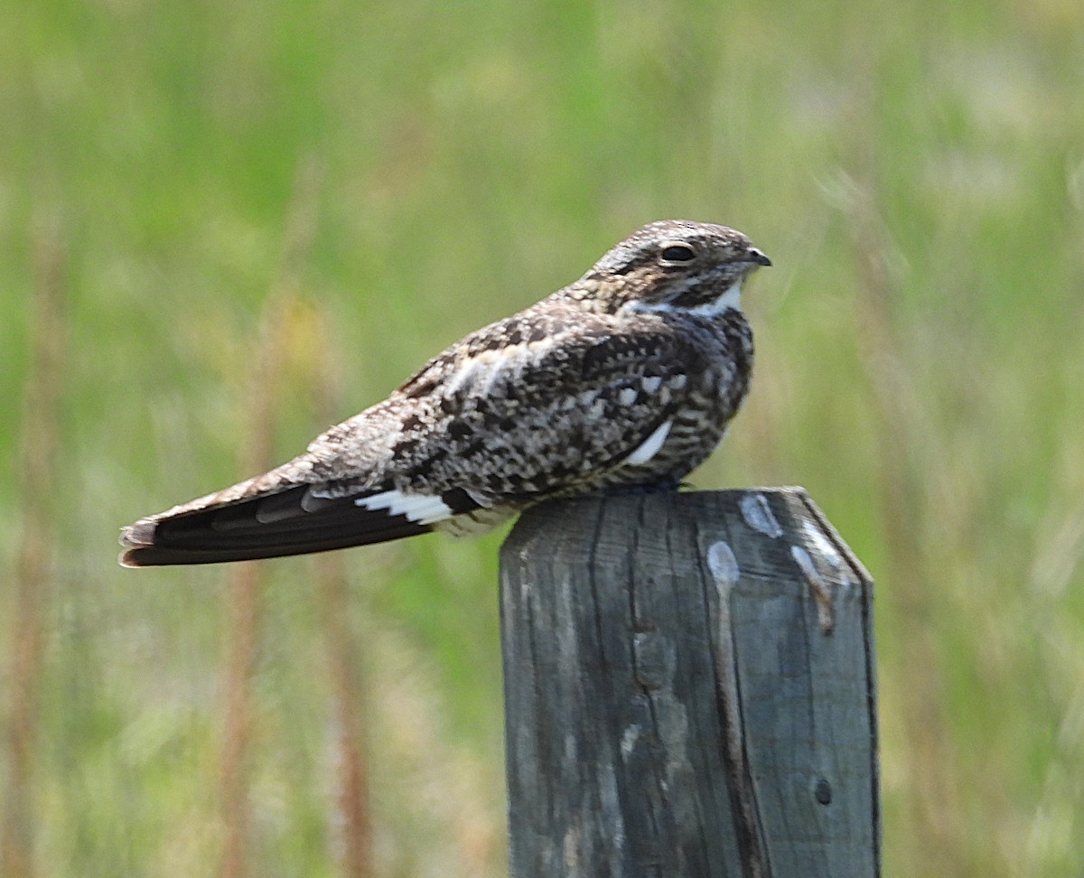 Common Nighthawk - ML638509161