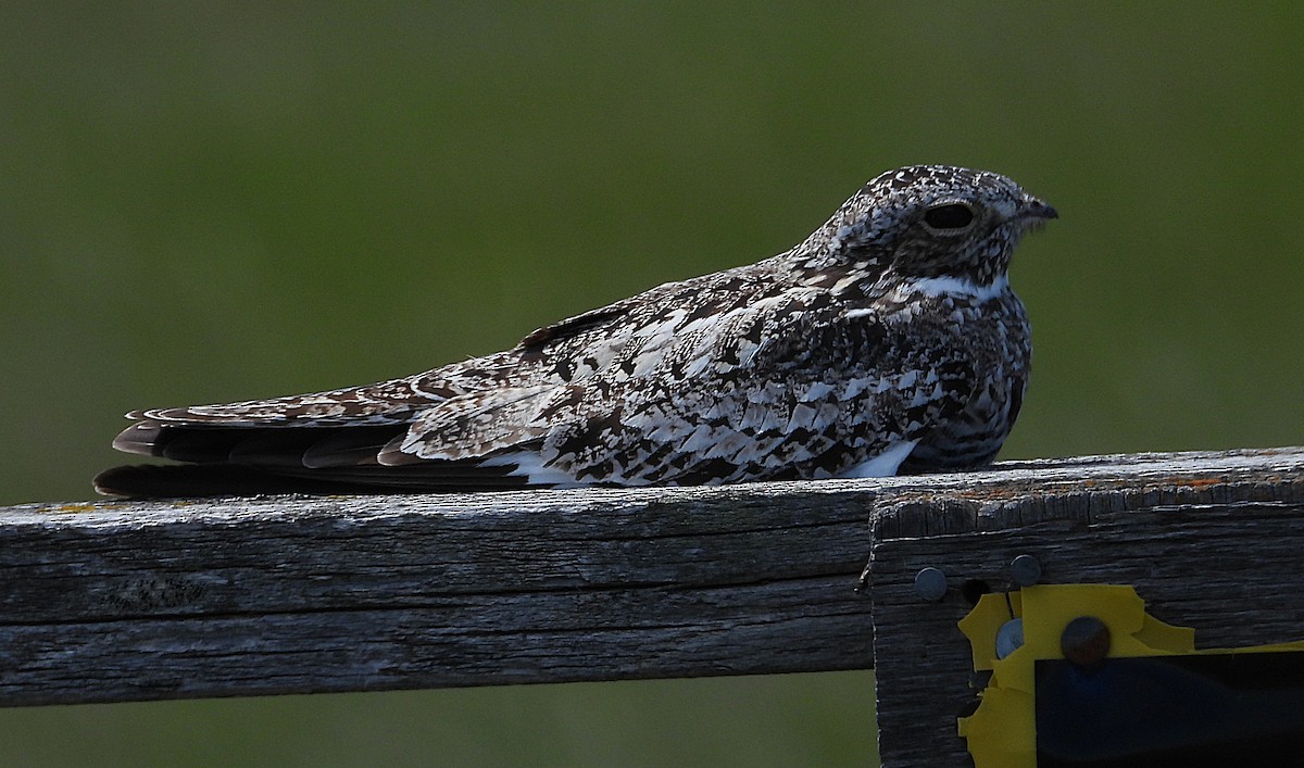 Common Nighthawk - ML638509162