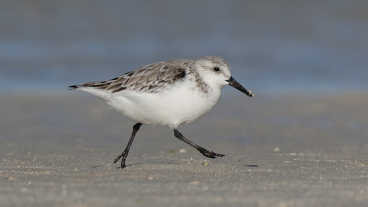 Sanderling - ML638509165